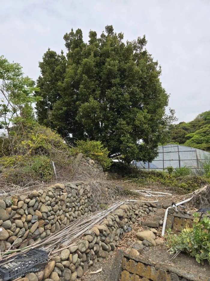 高島市でのシイノキ高木伐採事例｜株立ち巨木を地上伐採でスッキリ解決 - Before