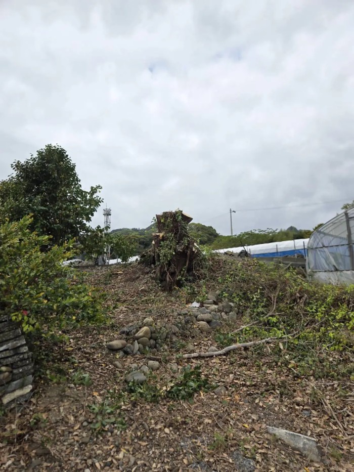 高島市でのシイノキ高木伐採事例｜株立ち巨木を地上伐採でスッキリ解決 - After