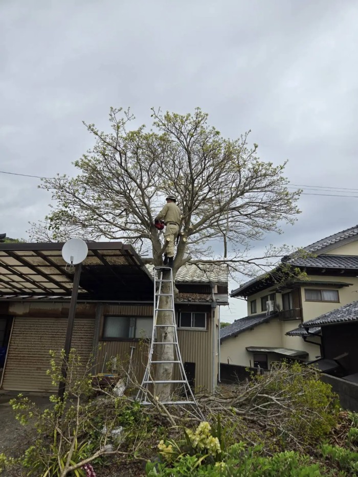 東近江市でテラス屋根に迫るモチノキを特殊伐採！重機が入らない庭でのロープ技術 - Before