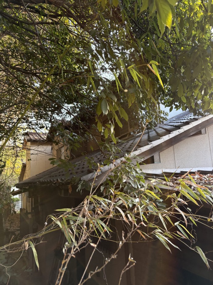 近江八幡市で屋根に掛かる竹と高木の伐採｜特殊伐採で家屋の腐食を防ぐ施工事例 - Before
