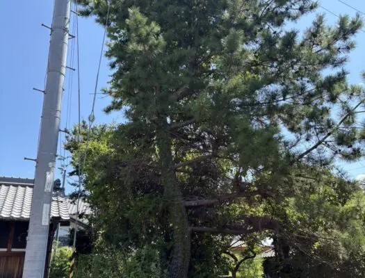 大津市で電線近くの松を伐採｜高所作業車による特殊伐採と除草 - Before
